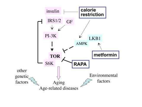 The TOR intracellular signaling pathway