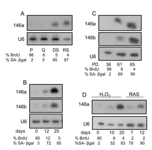miR146a/b expression increases in senescent HCA2 fibroblasts