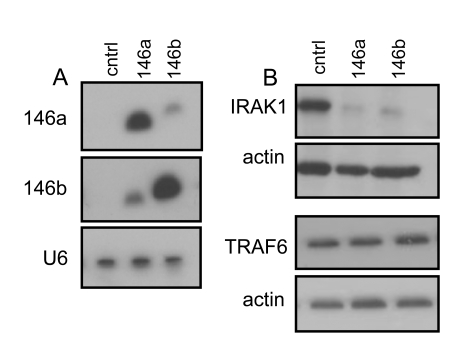 IRAK1 but not TRAF6 levels are reduced in HCA2 cells overexpressing miR146a and miR 146b