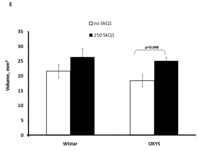 Effect of SkQ1 on thymic involution in Wistar and OXYS rats