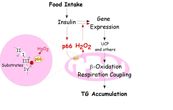 Regulatory circuit of p66 Shc-mediated fat development