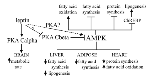 Proposed mechanism for how the PKA Cβ deletion results in resistance to obesity, fatty liver, and heart disease. Activation of AMPK is known to affect different aspects of lipid metabolism, and to play a role in protein synthesis. PKA inhibits activity of AMPK, and we have shown that loss of Cβ results in decreased levels of ChREBP. Our model proposes that disruption of Cβ and concomitant increased AMPK activity leads to a decrease in fatty acid and protein synthesis and an increase in lipolysis and fatty acid oxidation in select tissues. Leptin sensitivity caused by disruption of Cβ may also play a role in the observed increase in AMPK activity in our mutants. A compensatory increase by Cα in the brain also results in an increase in overall energy expenditure. 