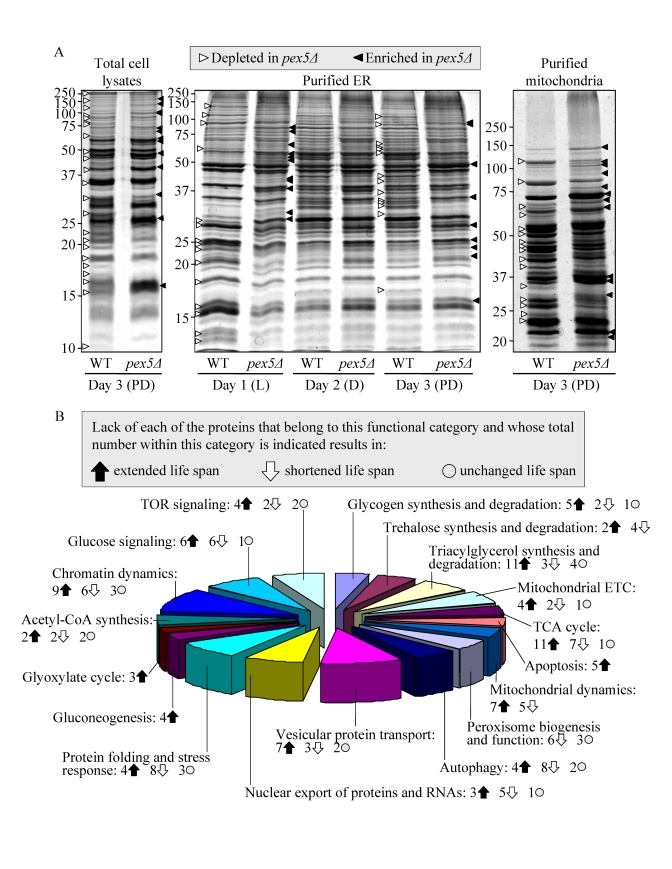 The pex5Δ mutation alters the abundance of many proteins recovered in total cell lysates, purified ER and mitochondria of CR yeast