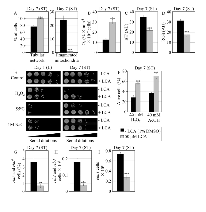 In reproductively mature WT yeast that entered the non-proliferative stationary (ST) phase under CR, LCA modulates mitochondrial morphology and functions, enhances stress resistance, attenuates mitochondria-controlled apoptosis, and increases stability of nuclear and mitochondrial DNA