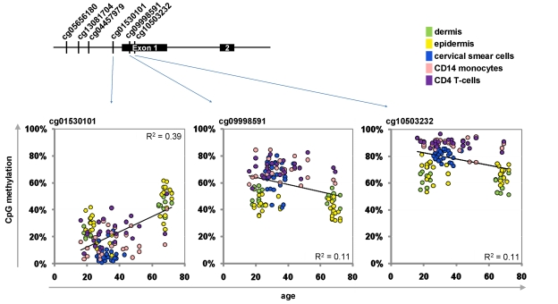 Age-associated hypermethylation and hypomethylation within KCNQ1DN