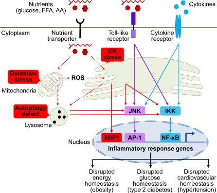 Brain stress and inflammation in the development of metabolic syndrome