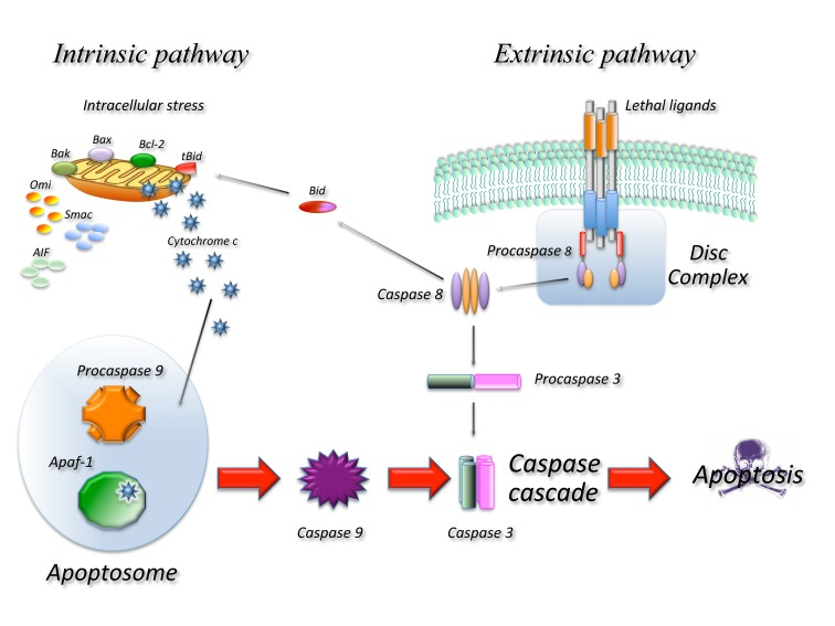 Schematic representation of the main molecular pathways leading to apoptosis