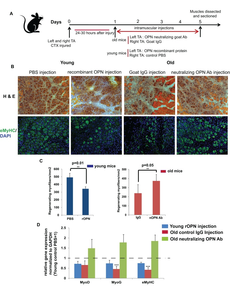 Modulation of osteopontin alters muscle regeneration in mice in vivo