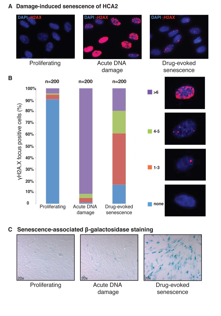 Characterization of drug-evoked senescence of HCA2 fibroblasts
