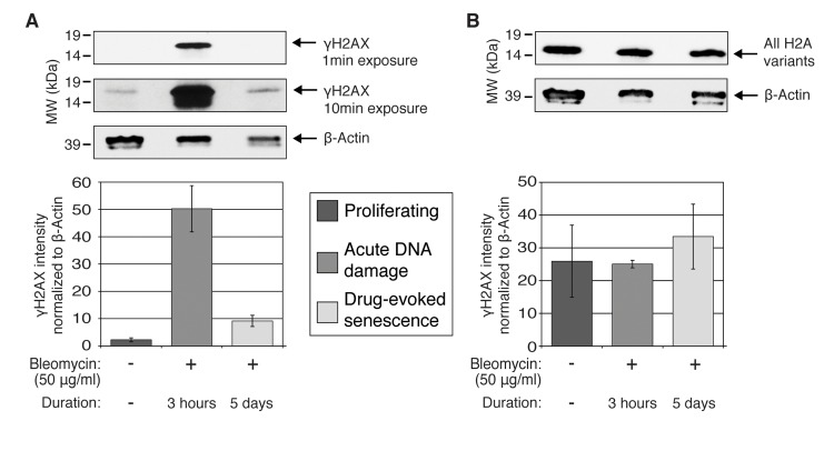 Quantification of γH2A.X and total H2A variants by western blot