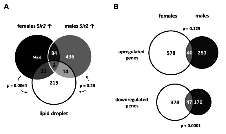Gene expression profiles of fat bodies overexpressing Sir2 show notable intersections with the lipid droplet proteome