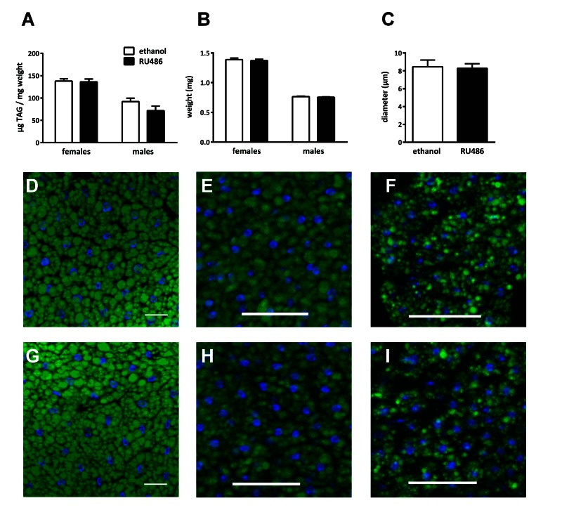 Sir2 overexpression in the fat body did not affect fat storage and fat cell morphology