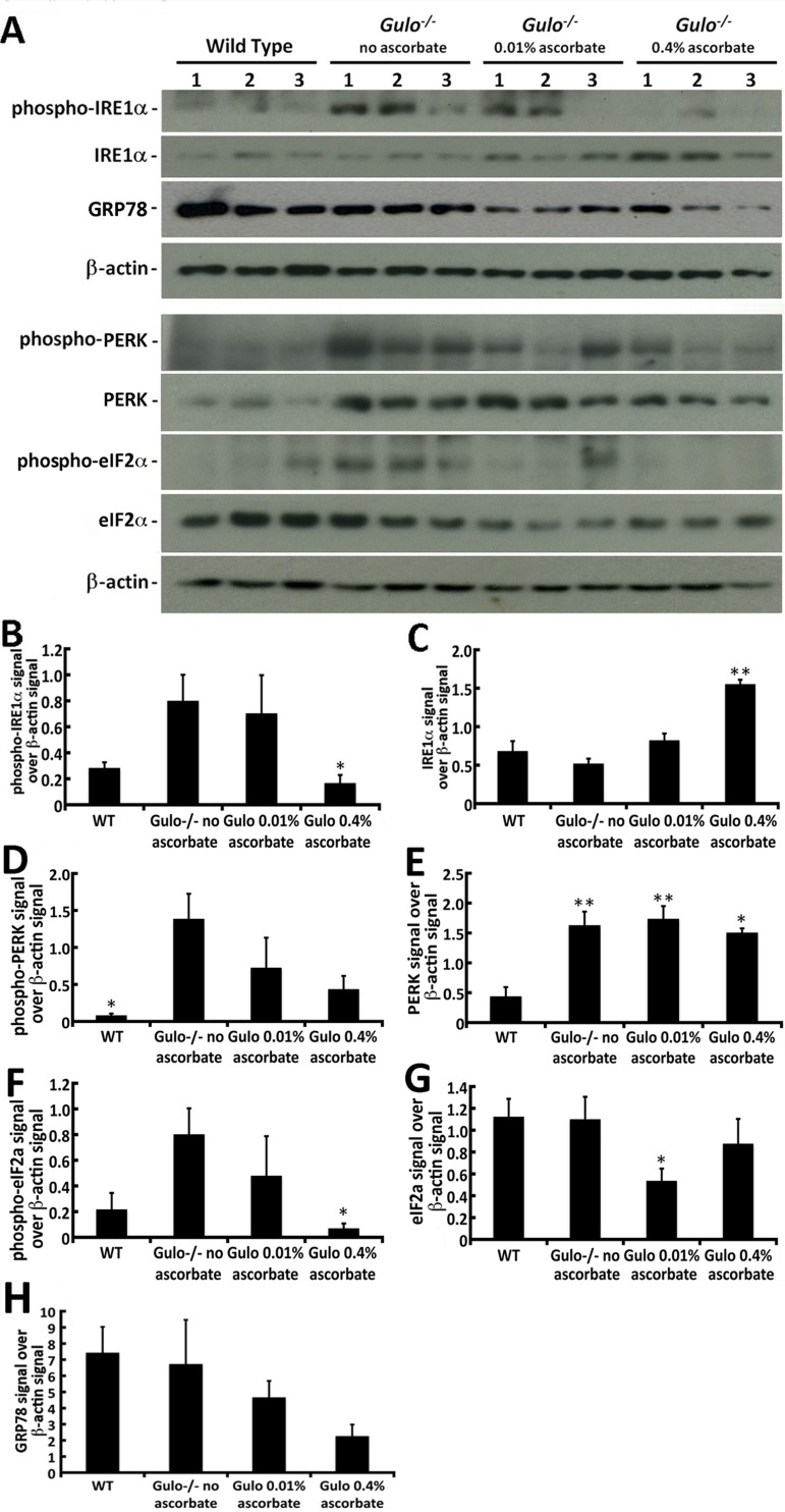 Impact of ascorbate on the levels of different ER stress markers in the liver of Gulo−/− mice