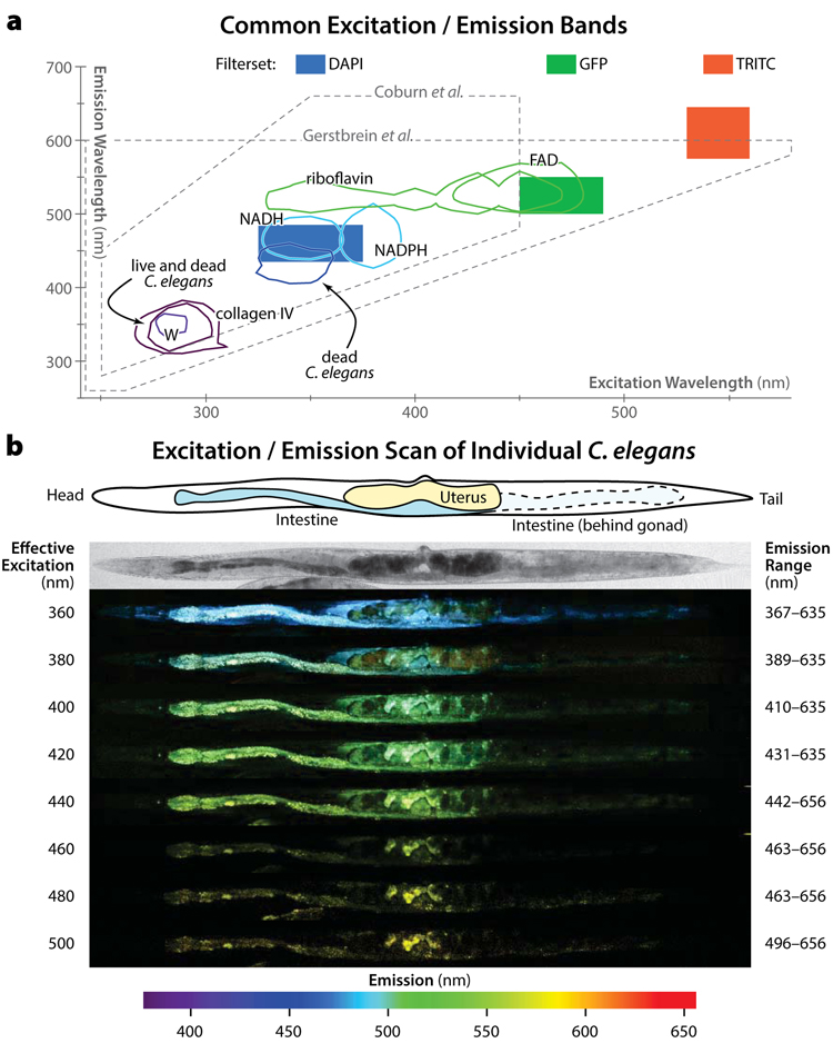 Spectral properties of autofluorescent materials in C. elegans