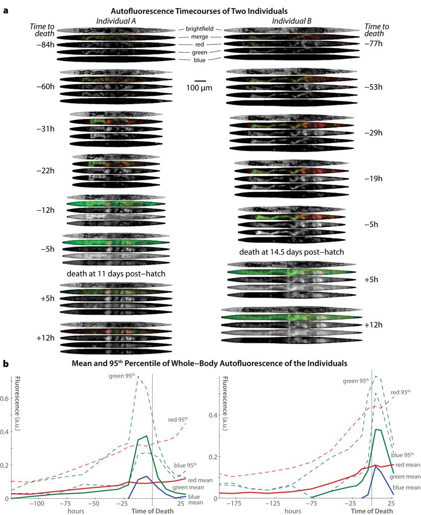 Trends in autofluorescence over time in individual C. elegans
