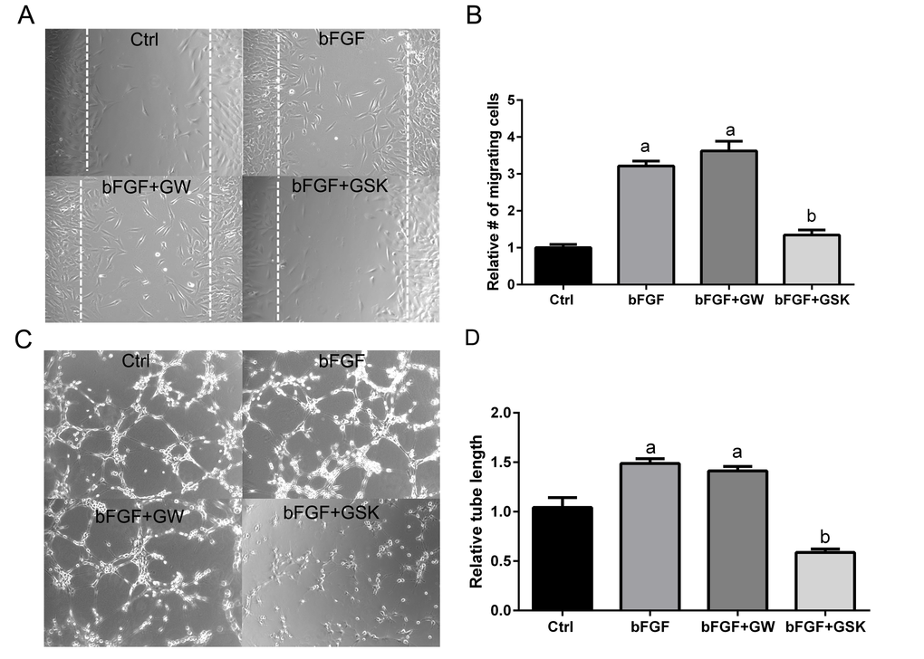 Antagonism of PPARβ/δ blocks endothelial cell migration and tube formation. (A) The effect of ligand activation or antagonism of PPARβ/δ on migration of RF/6A cells was analyzed in a bFGF induced wound-healing assay (n = 3, representative images at t = 36 hours are shown); dotted lines demarcate the boarders of the scrape wound. Ctrl: media only, bFGF: basic fibroblast growth factor (10 μg/ml), bFGF+GW: bFGF plus GW0742 (10μM), bFGF+GSK0660: bFGF plus GSK0660 (10 μM). (B) The cells migrating into the wound were counted using ImageJ (mean and S.E.M.; n = 3; a, p  0.01 relative to Ctrl; b, p (C) The effect of ligand activation or antagonism of PPARβ/δ on bFGF-induced tube formation in RF/6A cells was analyzed by an angiogenesis assay in Geltrex™ (n = 3; representative images at t = 3 hours are shown). Ctrl: media only, bFGF: basic fibroblast growth factor (10 μg/ml), bFGF+GW: bFGF plus GW0742 (10 μM), bFGF+GSK0660: bFGF plus GSK0660 (10 μM). Suramin, an inhibitor of tube formation, was used as a negative control (data not shown). (D) Quantification of tube length in Geltrex™ using ImageJ (mean and S.E.M.; n = 3; a, p  0.01 relative to Ctrl; b, p 