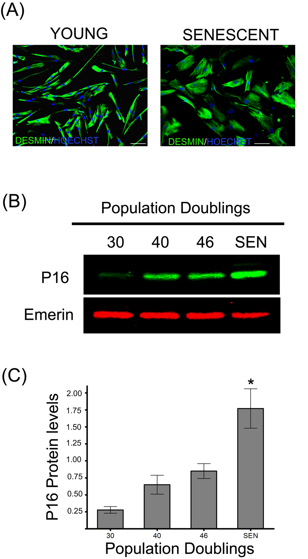 Replicative senescence of human satellite cells in vitro. (A) Immunocytochemistry against desmin evidences morphological changes in senescent human myoblasts (SEN) when compared to young cells (CPD 30). Note the increased diameter and irregular shapes of the formers, as previously described [13]. (B) p16 protein levels during replicative senescence in human myoblasts. (C) Densitometric analysis of the p16/emerin ratio showed a significant increase (n=3; *P