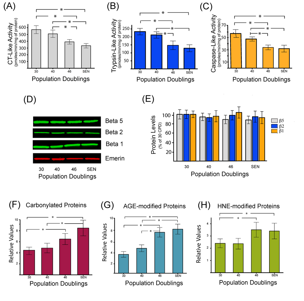 Decreased proteasome activity is associated with the accumulation of oxidized and damaged proteins during replicative senescence. Chymotrypsin like (A), trypsin-like (B), and caspase-like (C) peptidase activities of the proteasome were measured during replicative senescence. Protein levels of proteasome catalytic subunits (β1, β2, and β5) were assessed by western blot (D) and catalytic subunits protein levels were quantified by densitometric analysis (E). Quantification of carbonylated proteins (F), proteins modified by different glycated end products (G), or modified by the lipid peroxidation product 4-hydroxynonenal (H) during replicative senescence of human myoblasts. Protein modifications are expressed as relative values and shown as mean±S.D. (n=3). Data were analyzed by two-way ANOVA followed by Bonferroni's post hoc test. * P