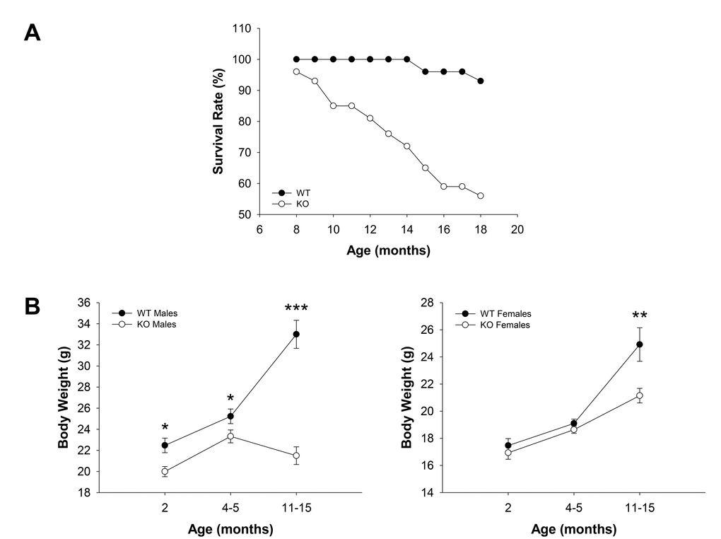 Survival and age-dependent dynamics of body weights in WT and Fus1 KO mice. (A) Survival curves for WT (n = 30) and Fus1 KO (n = 54) mice from 8 to 18 months of age. (B) Age-dependent changes in body weights of WT and Fus1 KO mice. *p-value ≤ 0.05; **p-value ≤ 0.005; ***p-value ≤ 0.0005 (Student’s t-test, 2-sided unpaired). Number of mice used in the analysis: 2 m.o. males, n = 11-12/group; 2 m.o. females, n = 15-18/group; 4-5 m.o. males, n = 17-18/group; 4-5 m.o. females, n = 8/group; 11- 15 m.o. males, n = 10/group; 11- 15 m.o. females, n = 9-13/group. Data expressed as mean ± SEM.