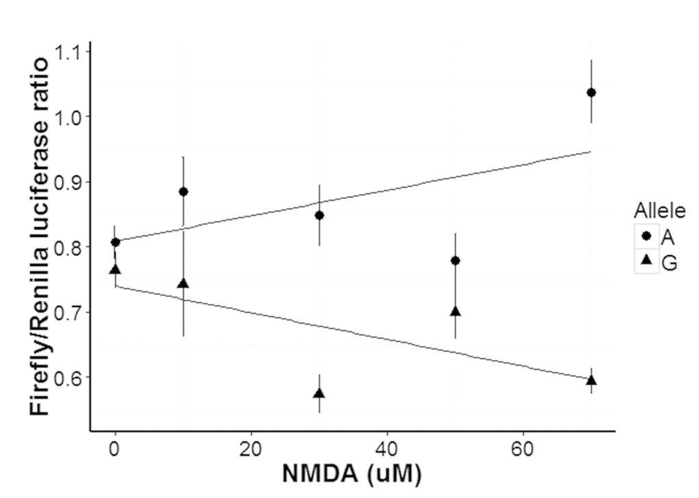 Concentration dependent response of human GRIN2B promoter in N2a cells carrying either the A or G alleles of rs3764030 to NMDA. Luciferase reporter gene plasmids were constructed in pGL 4.10 (to produce Firefly luciferase, Promega, US). Luciferase reporter plasmids and the pGL4.75 plasmid (to produce Renilla luciferase as a reference) were co-transfected into retinoic acid differentiated N2a cells and assayed for (Methods). After 24 hours of transfection, the cells were incubated for six hours with 0, 30, 50, 70 or 90 μM NMDA for transcription factors binding and then replaced with complete media (with 10% FBS) and cultured for an additional 40-44 hrs. Data are presented as means ± SE.