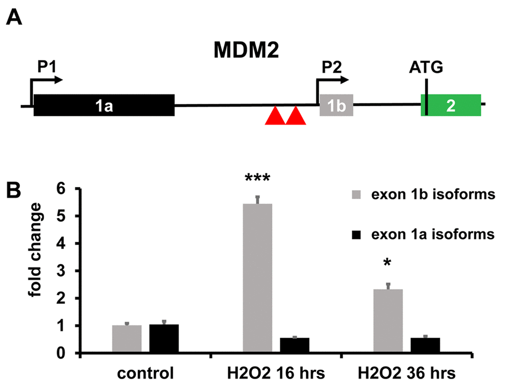 Differential MDM2 exon usage. (A) Genomic structure of the human MDM2 promoter region. The locus has two independent promoters before exons 1a (P1) and 1b (P2), yielding long- and short-5’ UTR isoforms, respectively. Translation start site (ATG) in exon 2 is indicated. Red triangles indicate p53 protein binding sites involved in P2 activation. (B) In H2O2 treated HUVEC, short-5’ UTR isoforms of MDM2 were induced, as assessed by qPCR using primers spanning from exon 1b to exon 2. Modulation of long-5’ UTR isoforms of MDM2 was not statistically significant, as assessed by qPCR using primers spanning from exon 1a to exon 2. The bar graph represents average values ±SEM (n= 3; *p