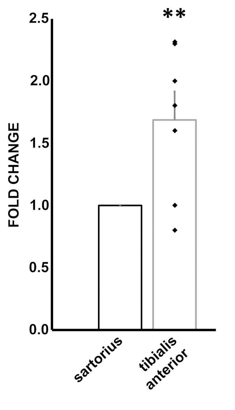 Increased miR-192-5p levels in ischemic muscles. Skeletal muscle samples were harvested from the ischemic limb of patients undergoing above the knee amputations for CLI. Tibialis anterior and sartorious muscle samples were harvested and total RNA was extracted. The bar graph shows average ±SEM miR-192-5p levels measured by qPCR. Values of individual patients are indicated as black squares. For each individual, ischemic sartorius muscle values are referred to non-ischemic sartorius values (n= 7; **p