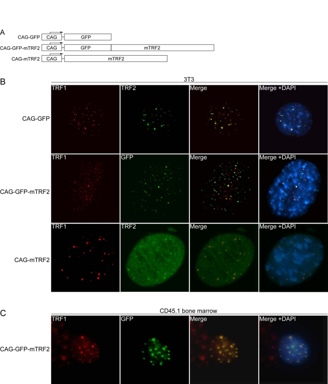 Lentiviral expression of mTRF2 and GFP-mTRF2
