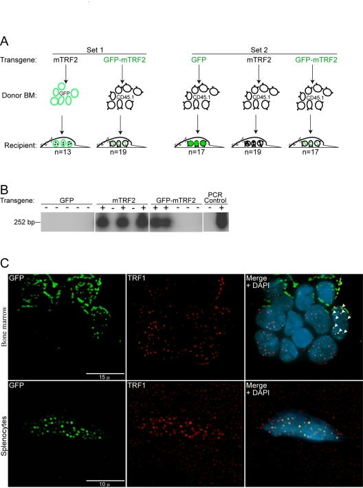 Generation of primary recipient mice by lentiviral transduction of transgenic TRF2 into GFP and CD45.1 donor bone marrow