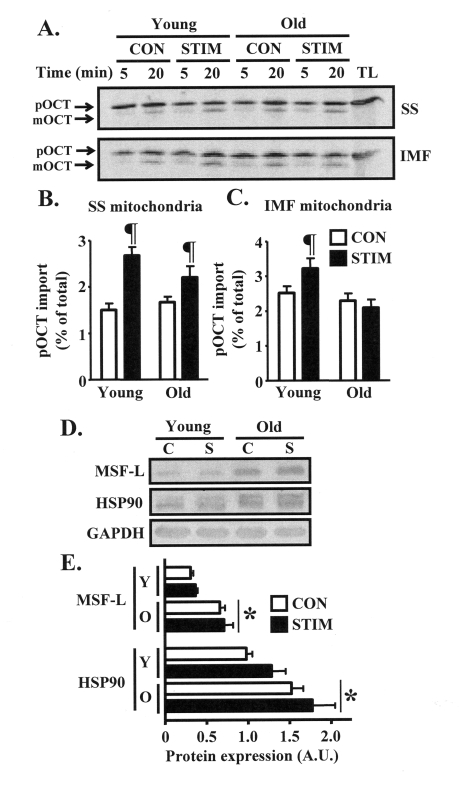 Mitochondrial import of the matrix protein ornithine carbamoyltransferase (OCT) is induced to a greater extent after chronic muscle use in young animals