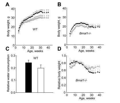Continuous administration of NAC affects age-dependent changes in body weight