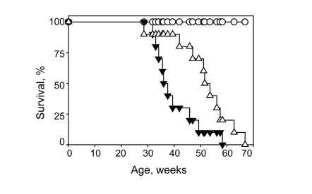 Continuous administration of NAC increases lifespan of Bmal1-/- mice
