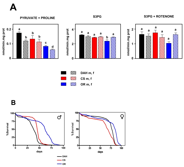 Mitochondrial ROS production versus lifespan in three wild type strains of Drosophila melanogaster