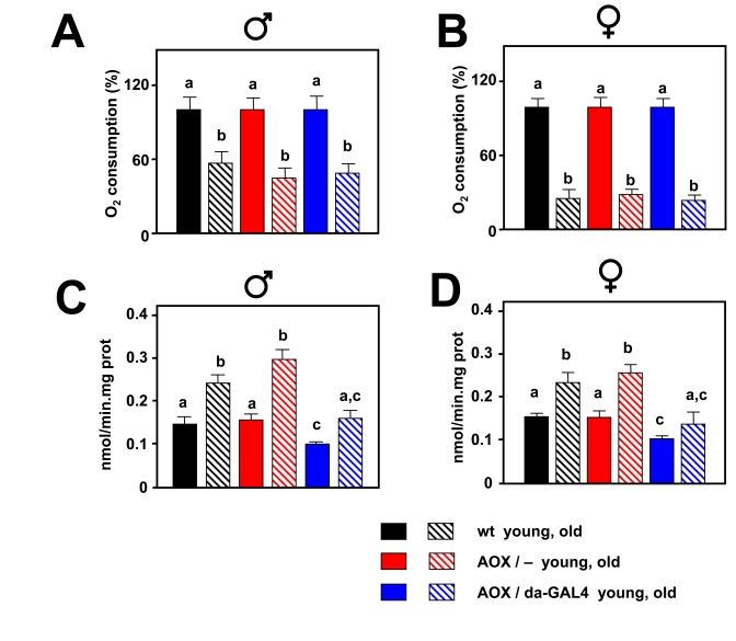Effect of AOX on mitochondrial bioenergetics and mtROS during aging