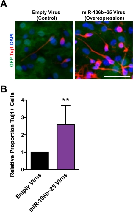 miR-106b~25 enhances neurogenesis in culture