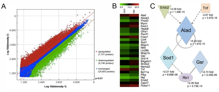 Transcriptional profiling of rapamycin-exposed SSCs reveals an upregulation of oxidative stress response genes