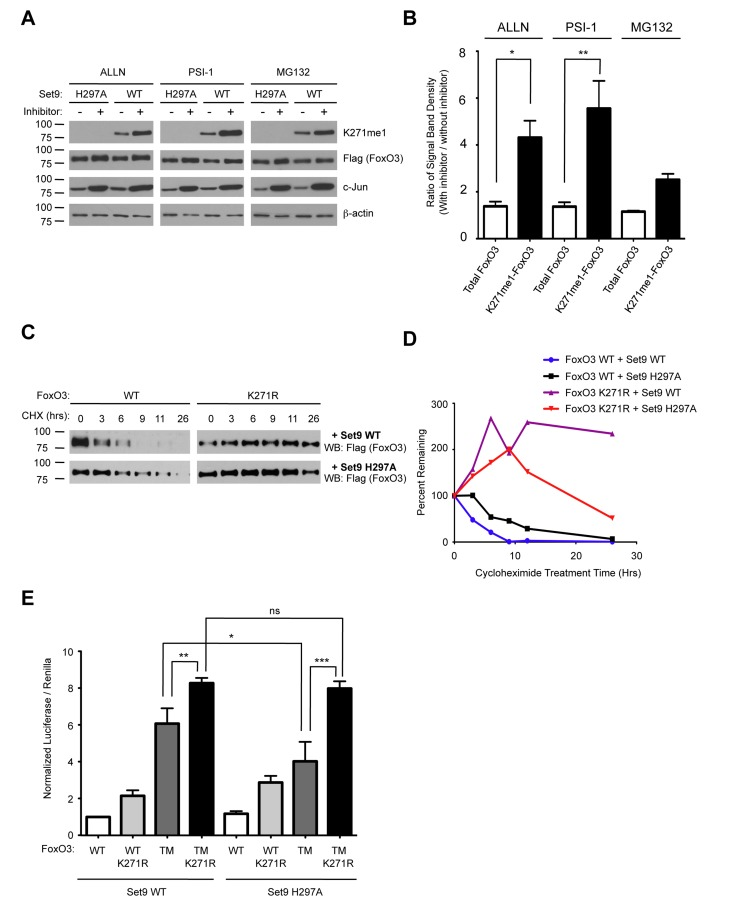 Methylation of FoxO3 at lysine 271 promotes FoxO3 degradation, while increasing FoxO3 transcriptional activity