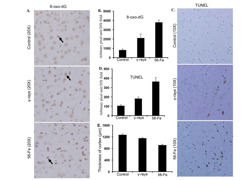Assessing oxidative DNA damage and cell death in cerebral cortex twelve months after radiation. (A) Immunohistochemical staining of cerebral cortex for 8-oxo-dG after exposure to γ and 56Fe radiation. (B) Quantification of 8-oxo-dG staining in cerebral cortex presented as mean ± SEM. (C) TUNEL staining of cerebral cortex after exposure to γ and 56Fe radiation. (D) Quantification of TUNEL staining of cerebral cortex after exposure to γ and 56Fe radiation presented as mean ± SEM. (E) Measurement of cerebral cortex thickness in H&E stained histological sections presented as mean ± SEM.