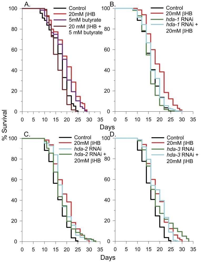 βHB-mediated HDAC inhibition plays a role in lifespan extension. (A) Survival of N2 worms in the presence of βHB, butyrate, or both compounds together. (B) Effects of hda-1, (C)hda-2, or (D)hda-3 RNAi knockdown on C. elegans lifespan in the presence or absence of 20 mM βHB.