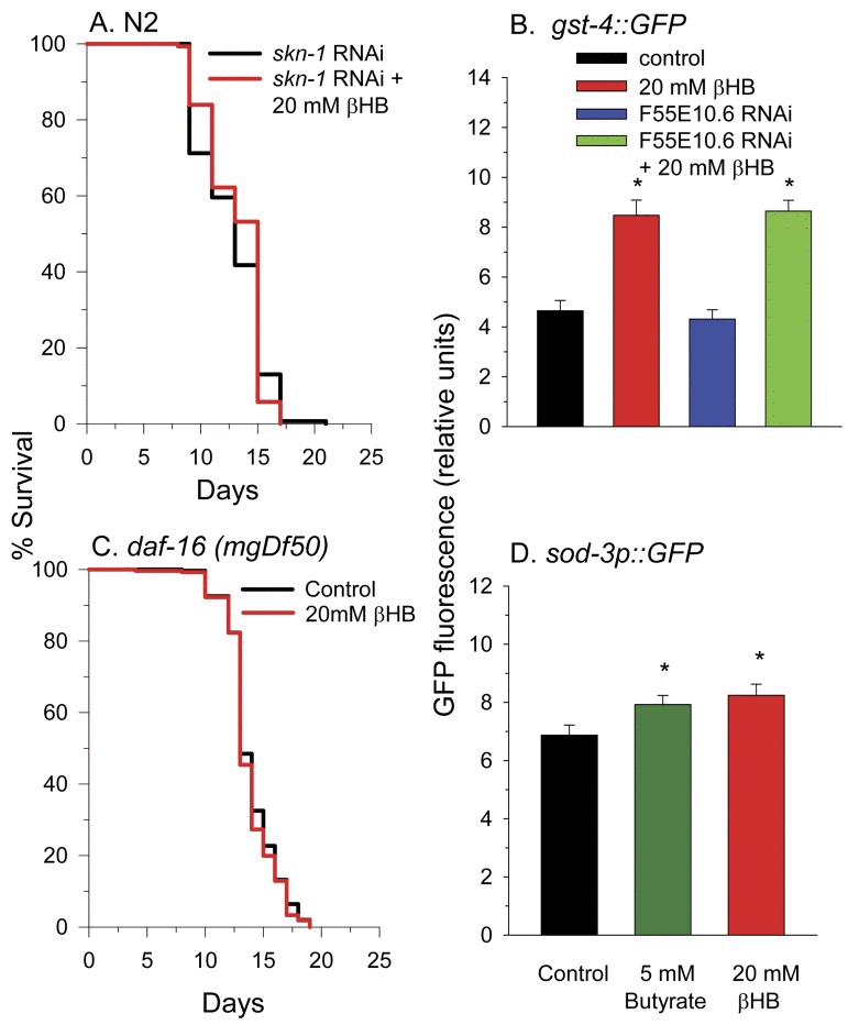 F55E10.6 is required for βHB-mediated lifespan extension, but not for βHB-induced oxygen consumption. (A) Treatment with βHB did not increase the lifespan of N2 worms fed RNAi to F55E10.6. (B) The addition of N-acetyl-L-cysteine (NAC) did not decrease the lifespan of βHB treated worms. (C) The effect of 20 mM βHB and RNAi knockdown of F55E10.6 on oxygen consumption (* p (D) The effect of 20 mM βHB treatment on ATP levels in day 4 N2 worms (p = 0.202). Data are represented as mean +/− SEM.