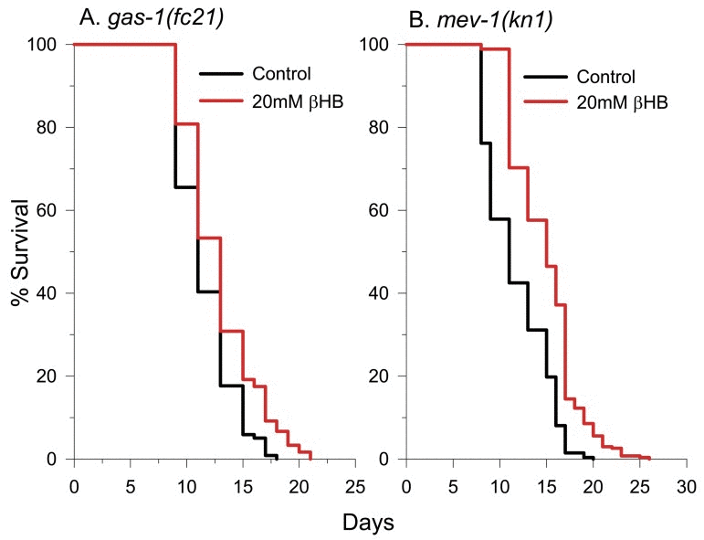 βHB extends the lifespan of short-lived mitochondrial ETC complex I and complex II mutants. (A)gas-1(fc21) survival in the absence and presence of βHB. (B)mev-1(kn1) survival in the absence and presence of βHB.