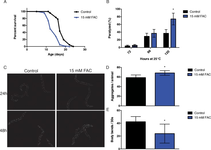 Iron supplementation increases susceptibility to toxicity in models of protein aggregation. (A) Kaplan-Meyer curves of wild-type animals exposed to 15 mM FAC from day 1 of adulthood. Iron supplementation significantly decreases lifespan (pB) Iron supplementation increases proteotoxicity in an Aβ expressing transgenic strain after 120 hours of exposure (pC, D) Iron supplementation increases the number of polyglutamine inclusions and (E) increases onset of muscle dysfunction in a model of polyglutamine disease after 48 hours of exposure (p