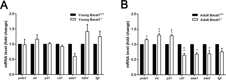 Age‐dependent changes in gene expression in Bmal1‐/‐ mice