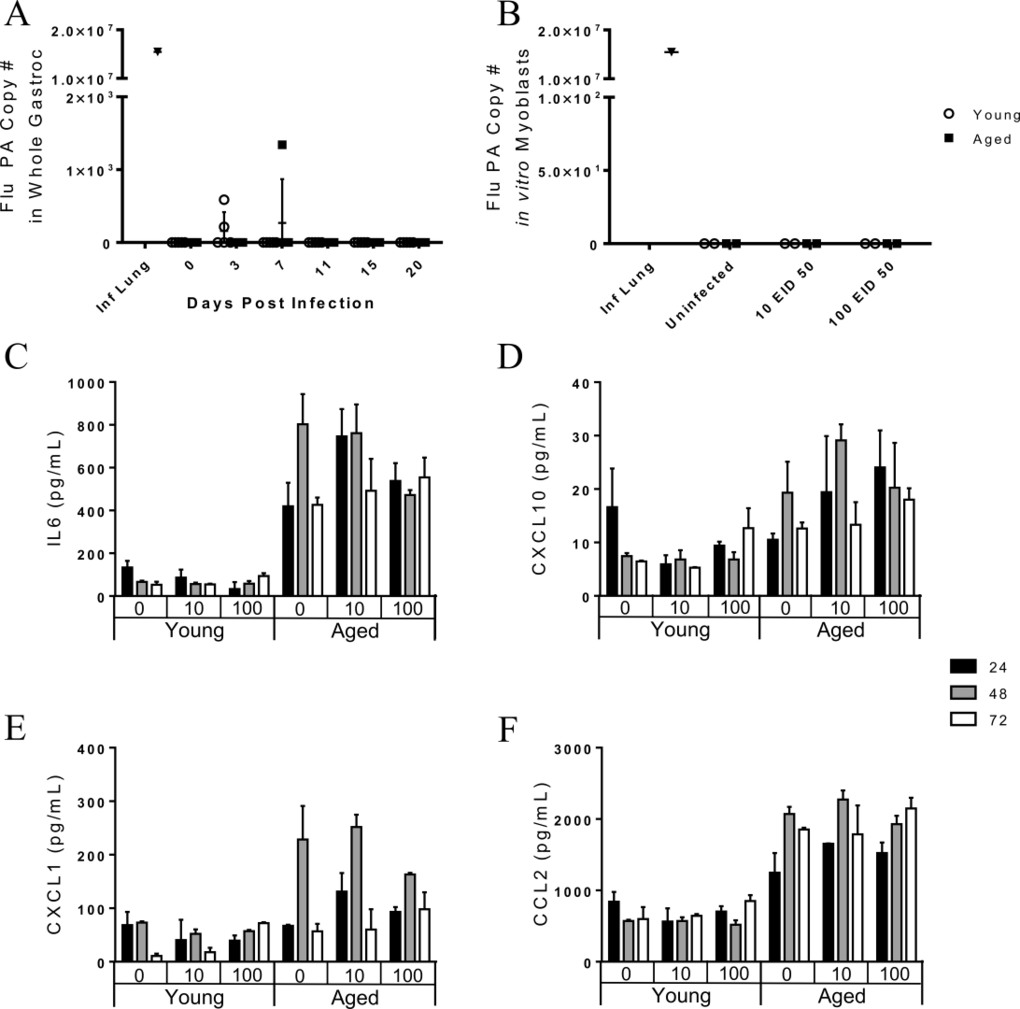 The pathogenesis of influenza-induced myopathies is likely not direct infection of skeletal muscle in vivo as viral copies are not seen in the gastrocnemius muscle