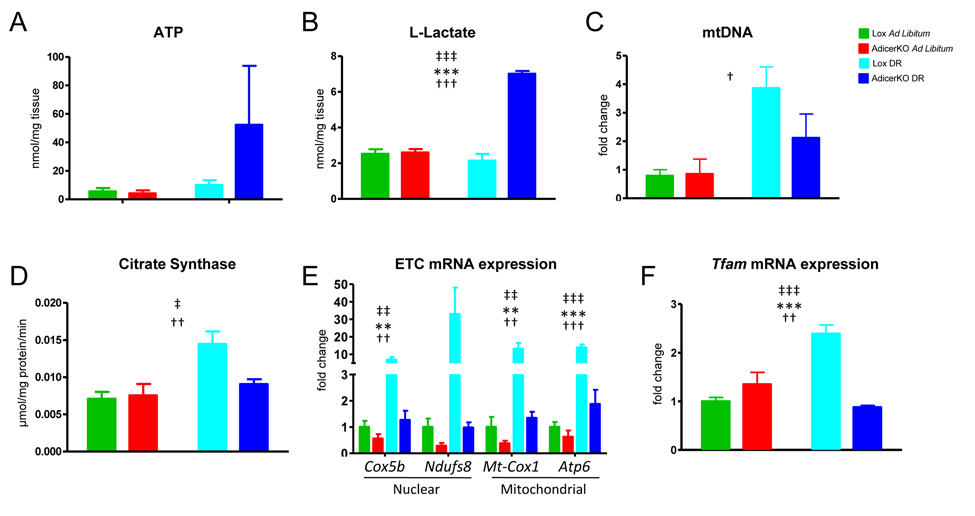 Mitochondrial function and biogenesis in adipose tissue of AdicerKO mice