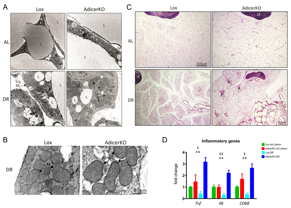 Morphology of white adipose tissue of AdicerKO mice