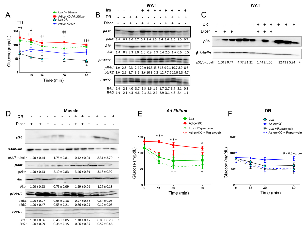 Insulin resistance and mTORC1 hyperactivation in AdicerKO mice