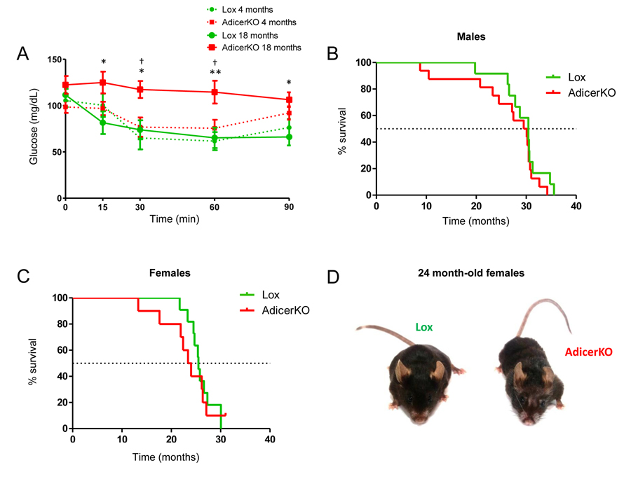 Increased risk of mortality and premature age-related complications in AdicerKO mice