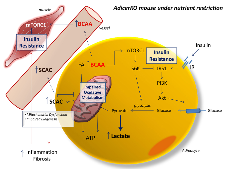 Metabolic dysfunction in AdicerKO mice under nutrient restriction