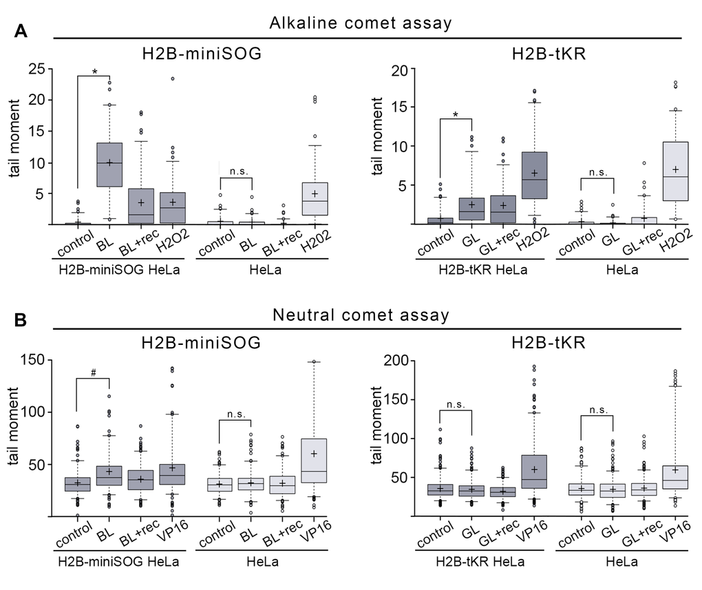 DNA damage induced by the activation of miniSOG and tKR targeted to chromatin. (A-B) Asynchronous H2B-miniSOG expressing HeLa cells, along with their non-expressing counterparts, were either blue-light irradiated (“BL”; 465-495 nm, 65 mW/cm2, 5 min) or light irradiated and recovered for 30 min (“BL+rec”). Asynchronous H2B-tKR expressing HeLa cells, along with their non-expressing counterparts, were either green-light irradiated (“GL”; 540-580 nm, 200 mW/cm2, 15 min) or light irradiated and recovered for 30 min (“GL+rec”). Alkaline (A) and neutral (B) comet assays were performed. Non-illuminated cells were used (“control”) as a negative control and cells treated with H2O2 (“H2O2”; 200 μM, 1 hr) were used as a positive control in the alkaline comet assay (A), and cells treated with the topoisomerase II poison etoposide (“VP16”; 10 μg/ml, 1 hr) were used as a positive control in the neutral comet assay (B). Box plots show the tail moments. The boxed region represents the middle 50% of the tail moments, the horizontal lines represent the medians, and the black crosses indicate the means. *P t-test, n > 70), #P t-test, n > 150), n.s. – not significant. The results of one of four experiments are shown.