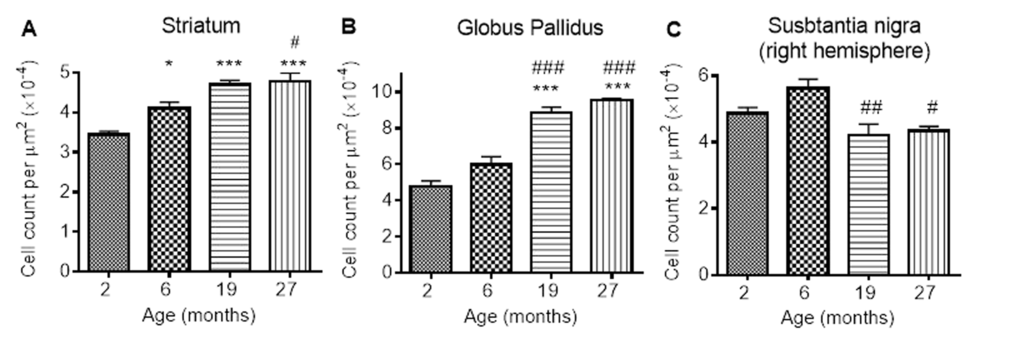 Ferritin-immunopositive cell counts increases in response to iron accumulation in the (A) striatum and (B) globus pallidus, but decreases from 6 months in (C) substantia nigra. Significance level at *, P P  P P 